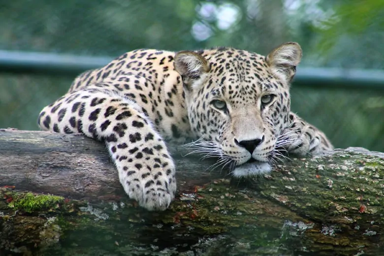 11 Endangered Animals That Zoos Have Saved From Extinction